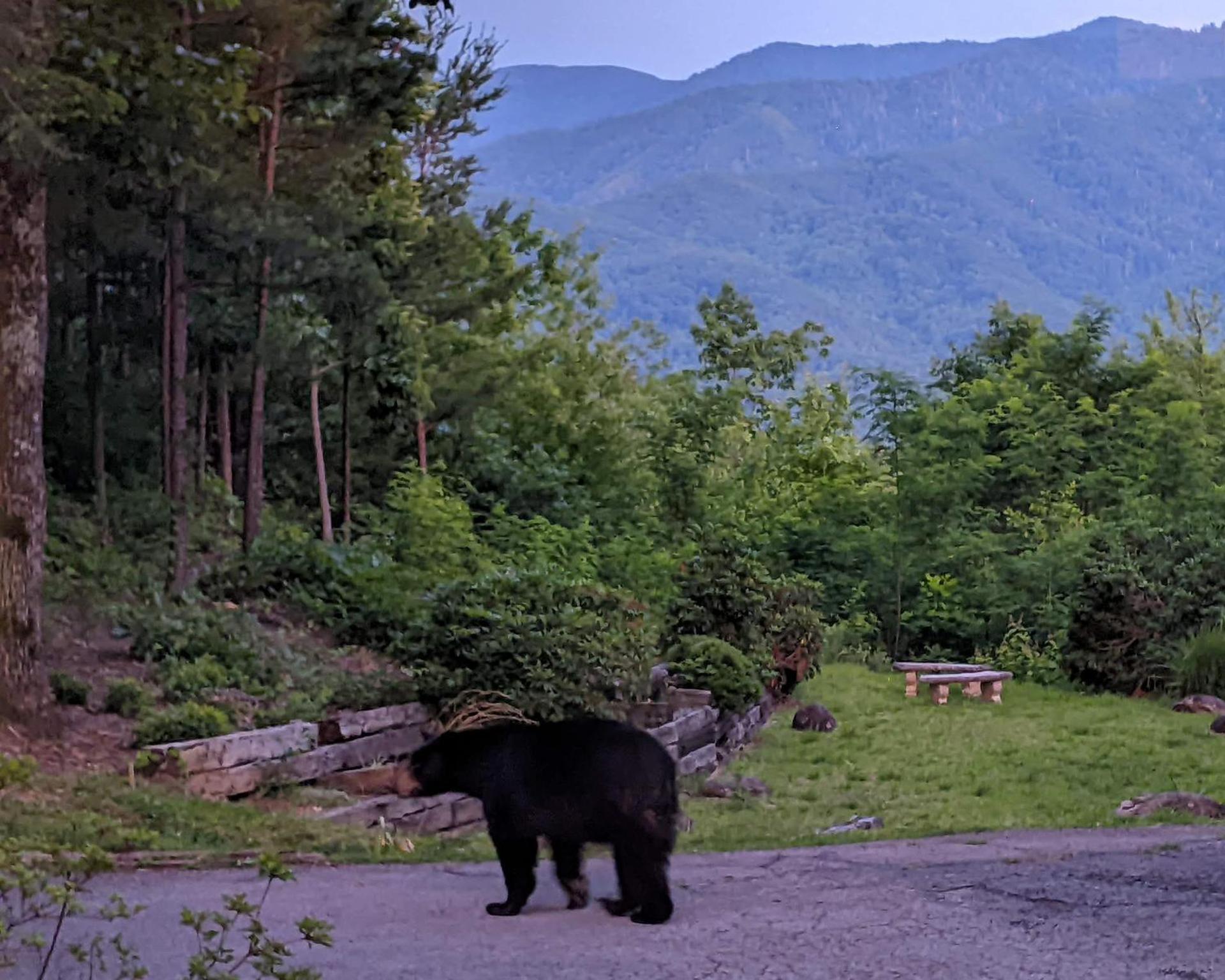Real Log Cabin With Amazing Views, Hot Tub, Sauna, Games Gatlinburg Εξωτερικό φωτογραφία